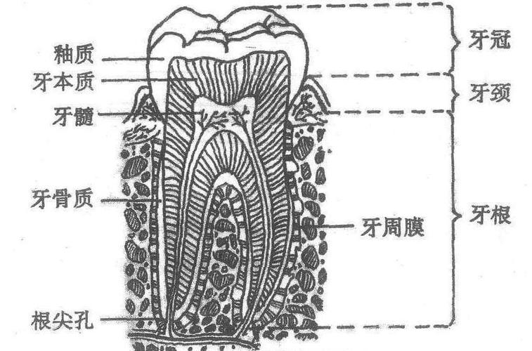 牙的矢状切面