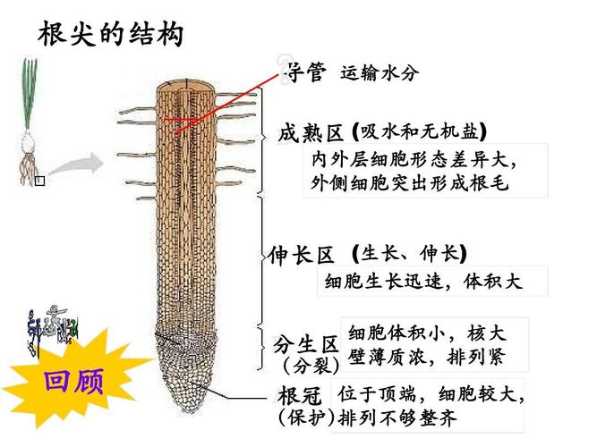 根尖的结构