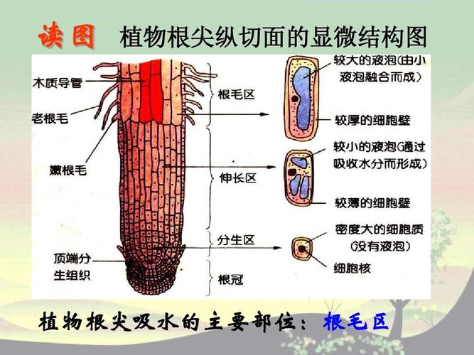 根尖的结构