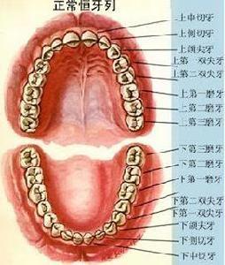 磨牙有术