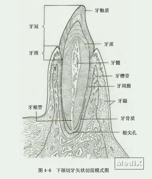 牙的矢状切面