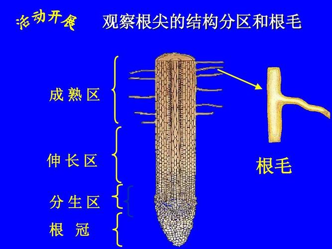 根尖的结构